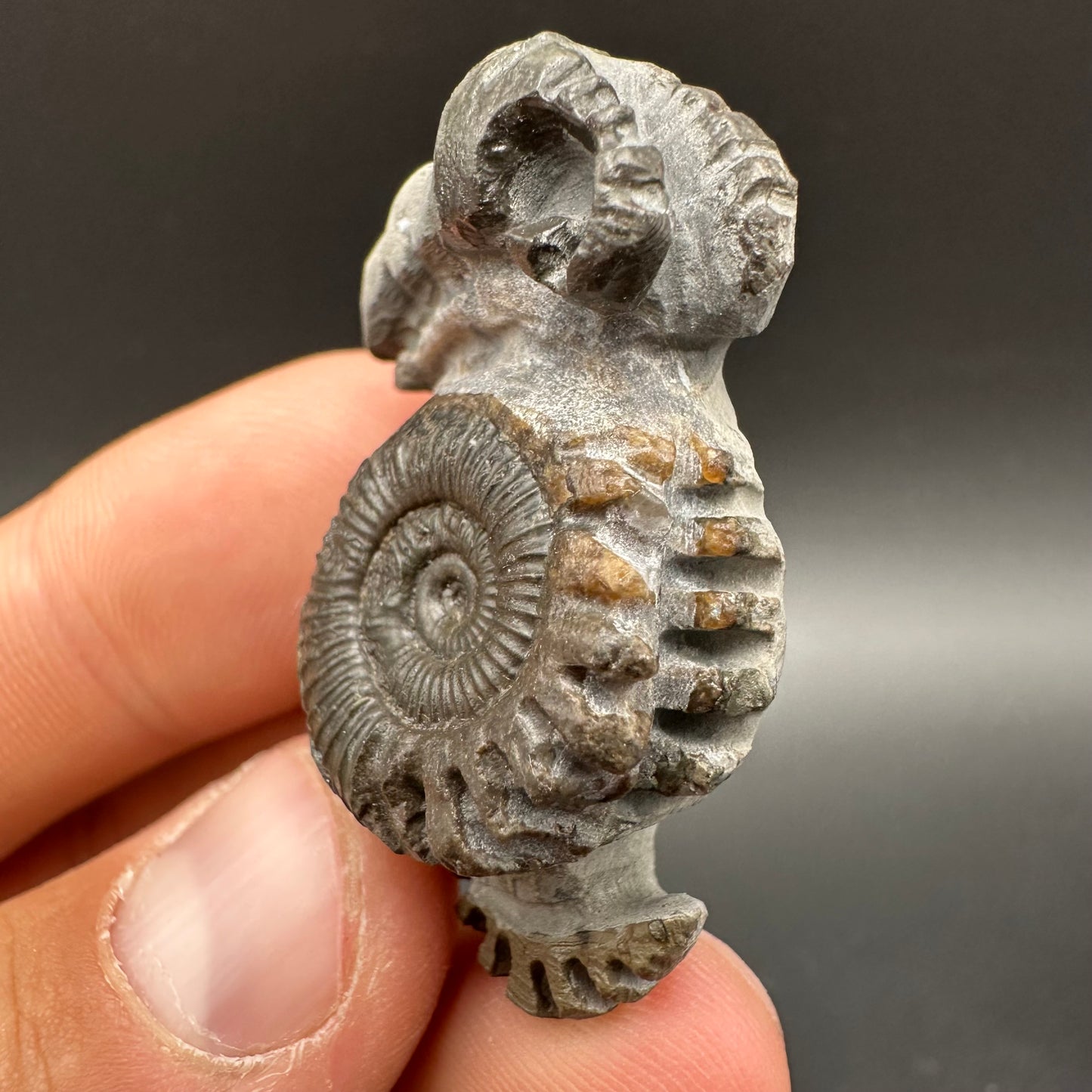 ‘Rammonite’ Snakestone Ammonite Fossil With Bag/Box And Stand - Whitby, North Yorkshire Jurassic Coast Yorkshire Fossils