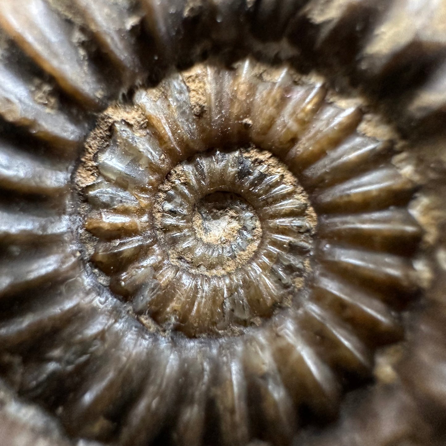 Androgynoceras capricornus Ammonite fossil with stand - Whitby, North Yorkshire Jurassic Coast Yorkshire Fossils