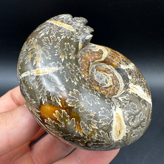 Puzosia Ammonite Fossil With Box And Stand - Cretaceous Ammonite Madagascar