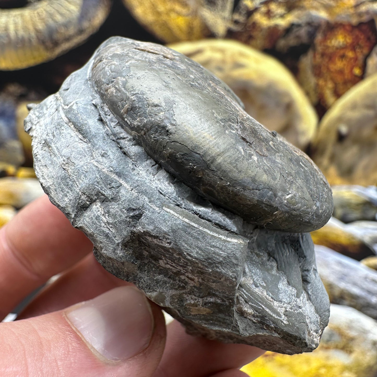 Phylloceras ammonite fossil - Whitby, North Yorkshire Jurassic Coast, Yorkshire fossils