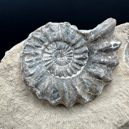 Androgynoceras capricornus Ammonite fossil - Whitby, North Yorkshire Jurassic Coast Yorkshire Fossils