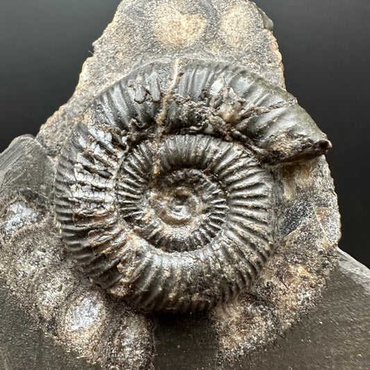 Dactylioceras Ammonite Fossil Gift Set - Whitby, North Yorkshire Jurassic Coast Yorkshire Fossils l