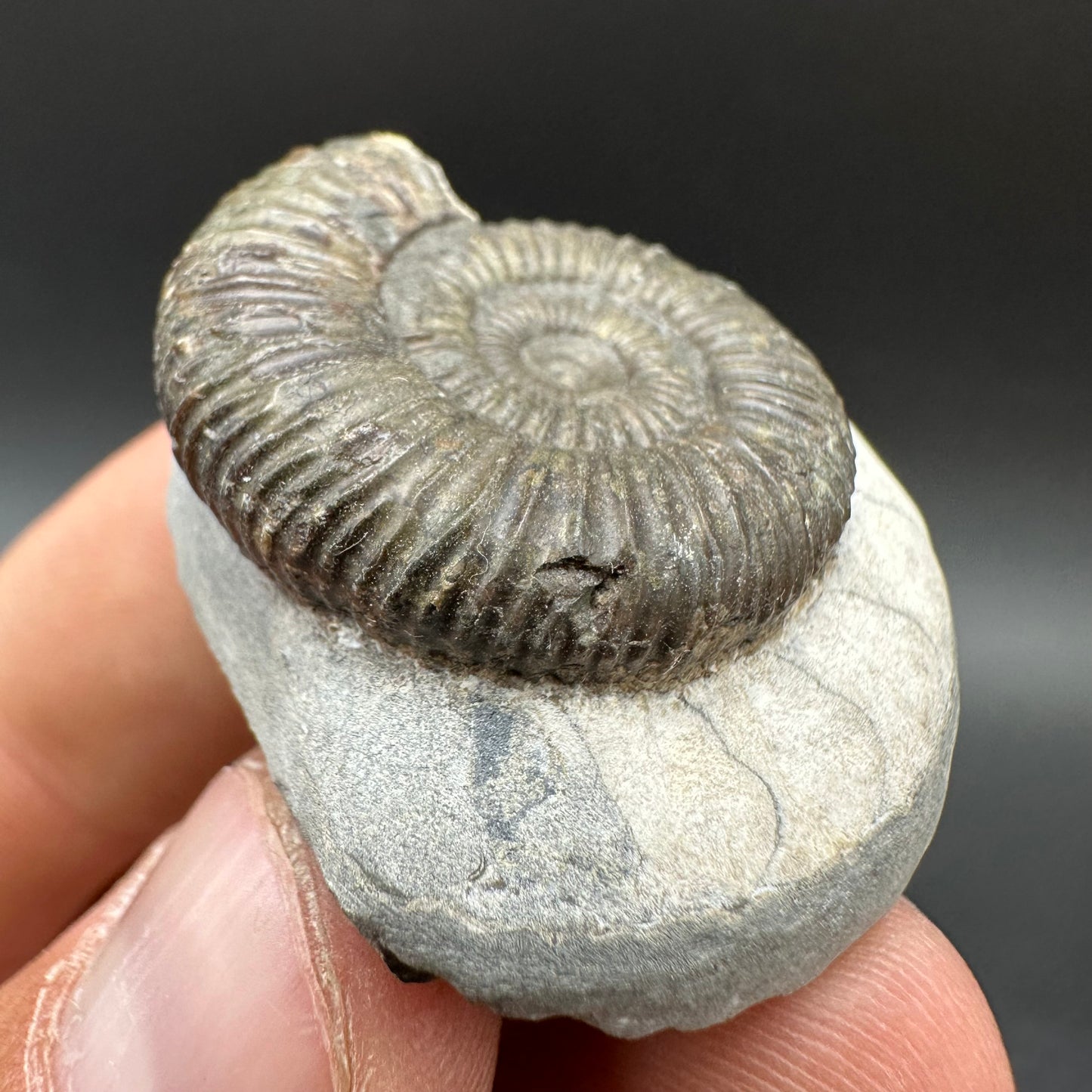 Dactylioceras Ammonite Fossil With Box And Stand - Whitby, North Yorkshire Jurassic Coast Yorkshire Fossils