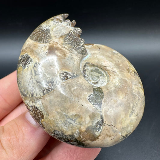Puzosia Ammonite Fossil With Box And Stand - Cretaceous Ammonite Madagascar