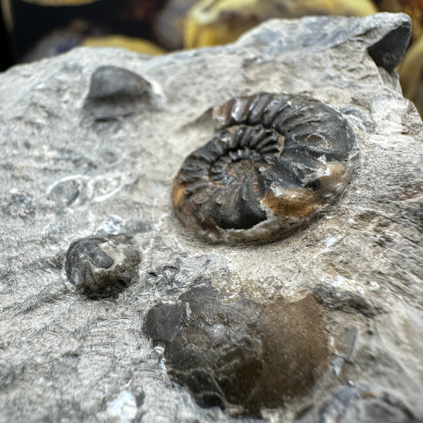 Amaltheus subnodosus ammonite fossil - Whitby, North Yorkshire Jurassic Coast, Yorkshire Fossils