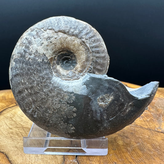 Eleganticeras Elegantulum ammonite fossil with box and stand - Whitby, North Yorkshire Jurassic Coast, Yorkshire Fossils
