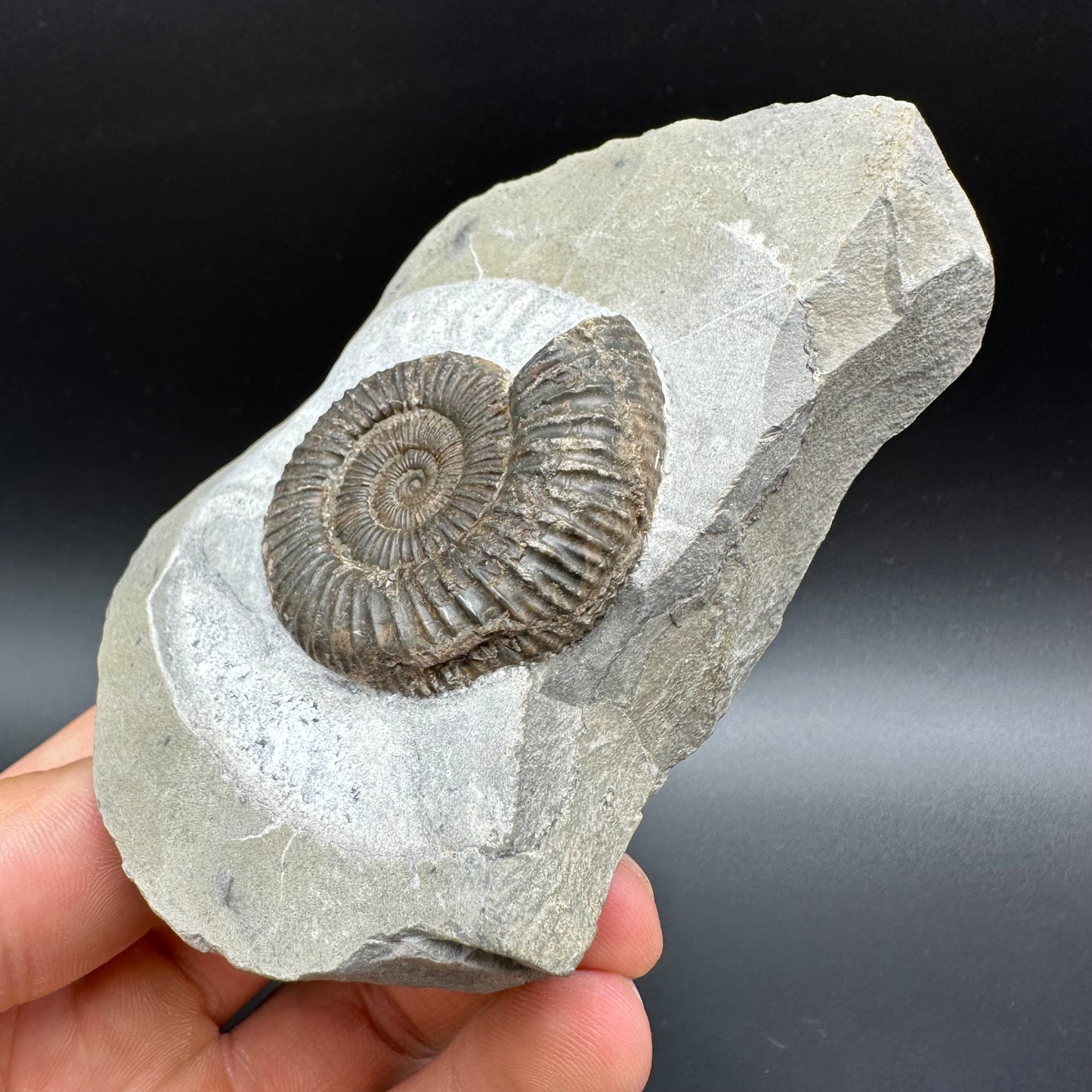 Dactylioceras Ammonite Fossil With Box And Stand - Whitby, North Yorkshire Jurassic Coast Yorkshire Fossils