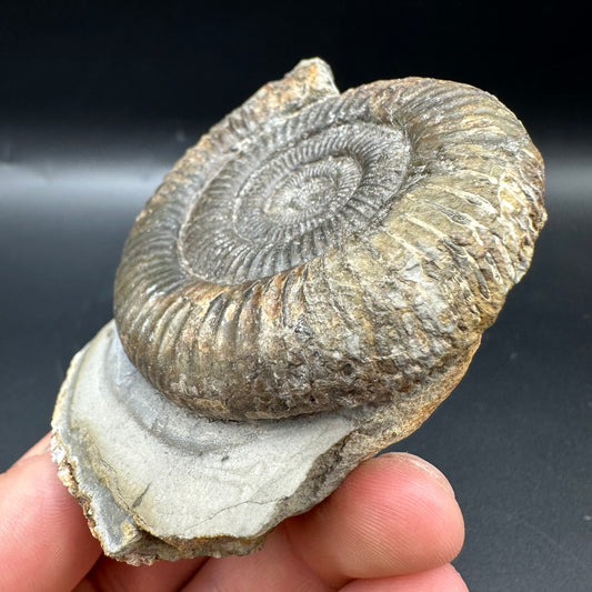 Dactylioceras Ammonite Fossil With Box And Stand - Whitby, North Yorkshire Jurassic Coast Yorkshire Fossils