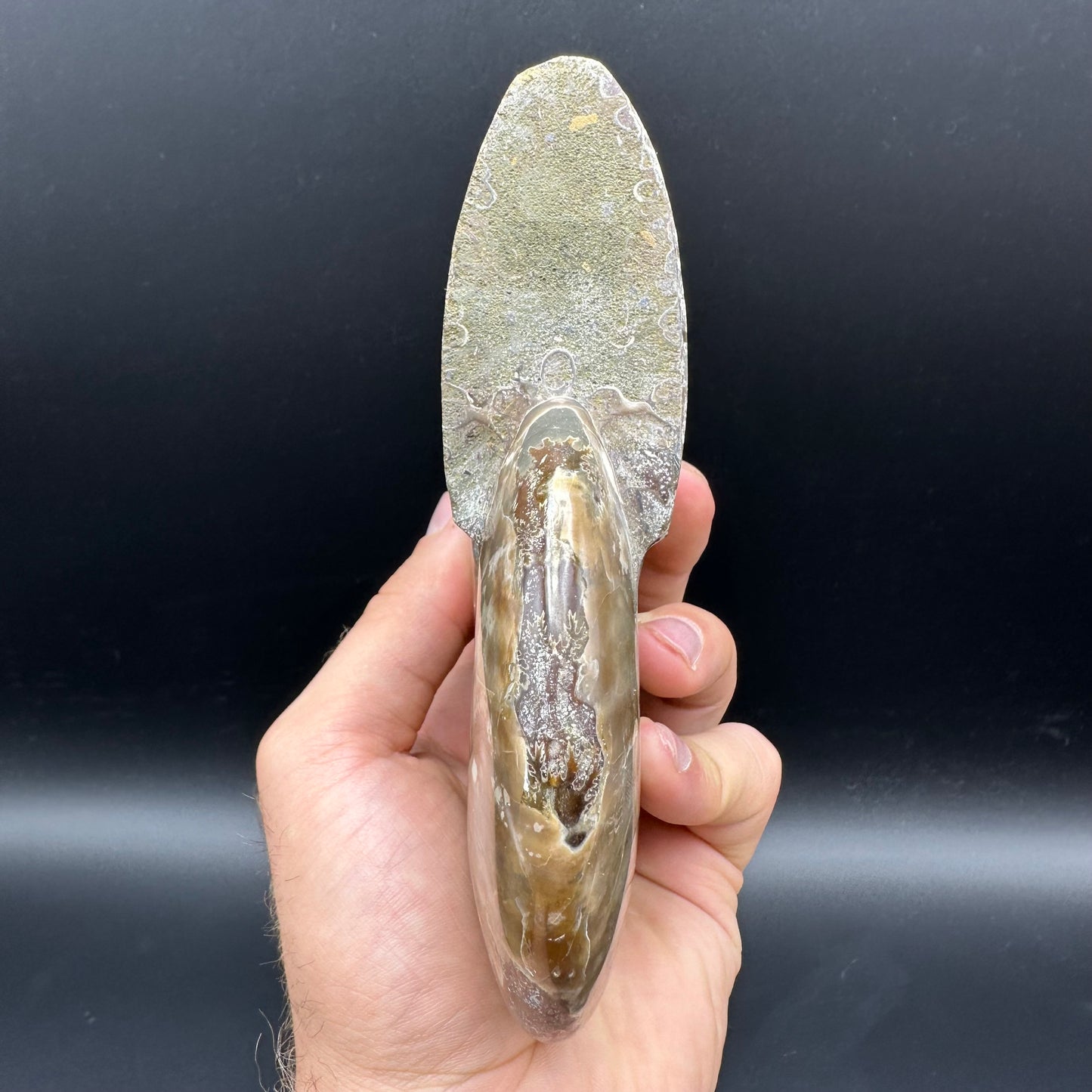 Cleoniceras Ammonite Fossil With Stand - Cretaceous Ammonite Madagascar