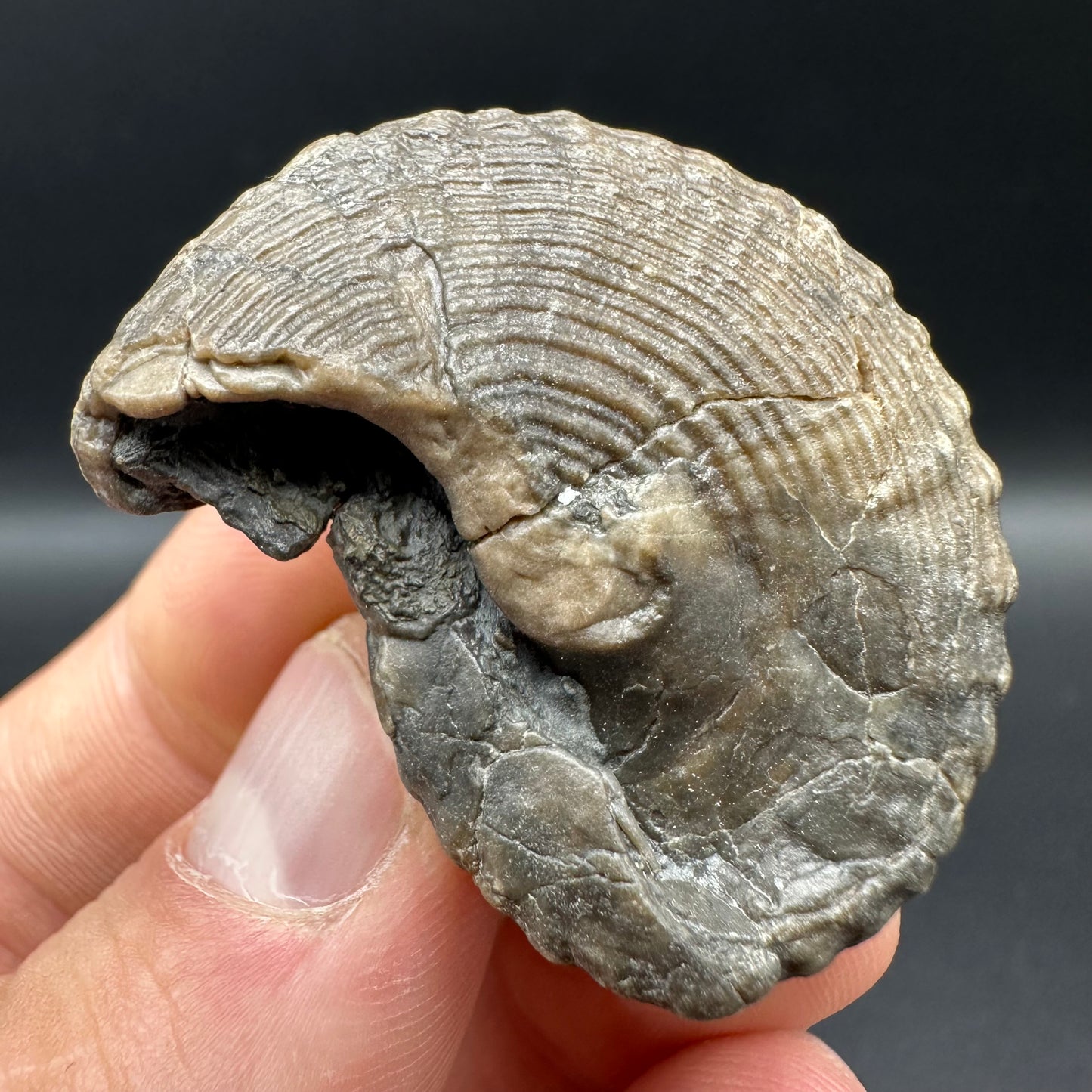 Gastropod Shell Fossil With Box And Stand - Whitby, North Yorkshire, Jurassic Coast, Yorkshire Fossils