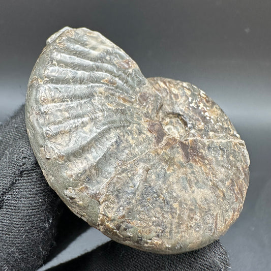 Pseudolioceras lythense Ammonite fossil with box and stand - Whitby, North Yorkshire, Yorkshire Fossils on the Jurassic Coast