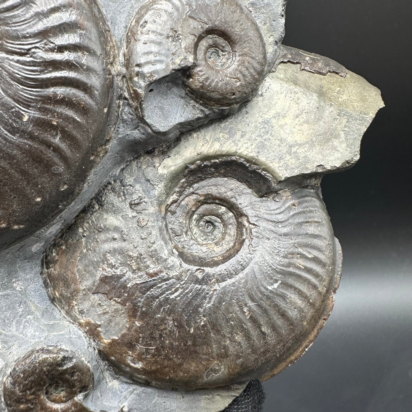 Eleganticeras Elegantulum ammonite fossil with stand - Whitby, North Yorkshire Jurassic Coast, Yorkshire Fossils