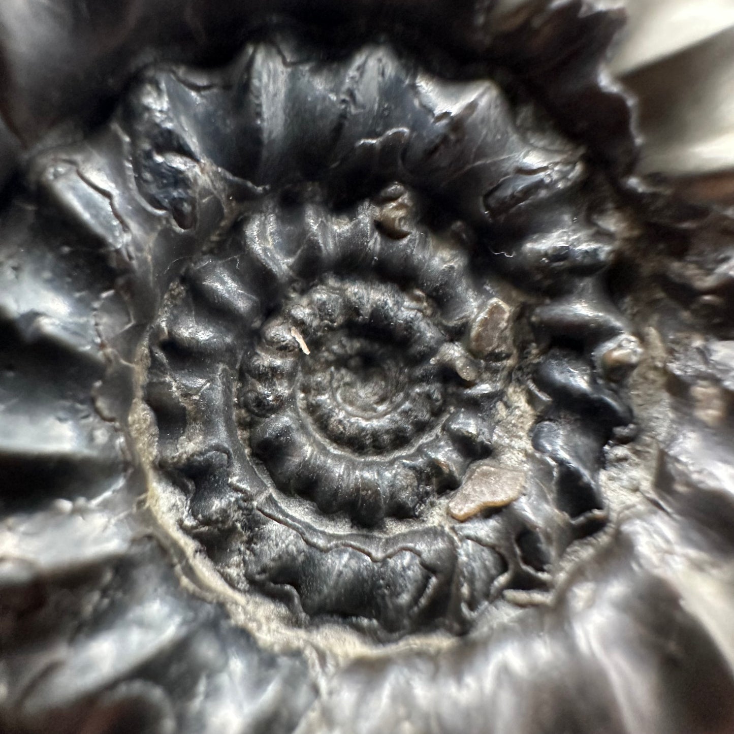 Gagaticeras Ammonite fossil with box and stand - Whitby, North Yorkshire Jurassic Coast Yorkshire Fossils