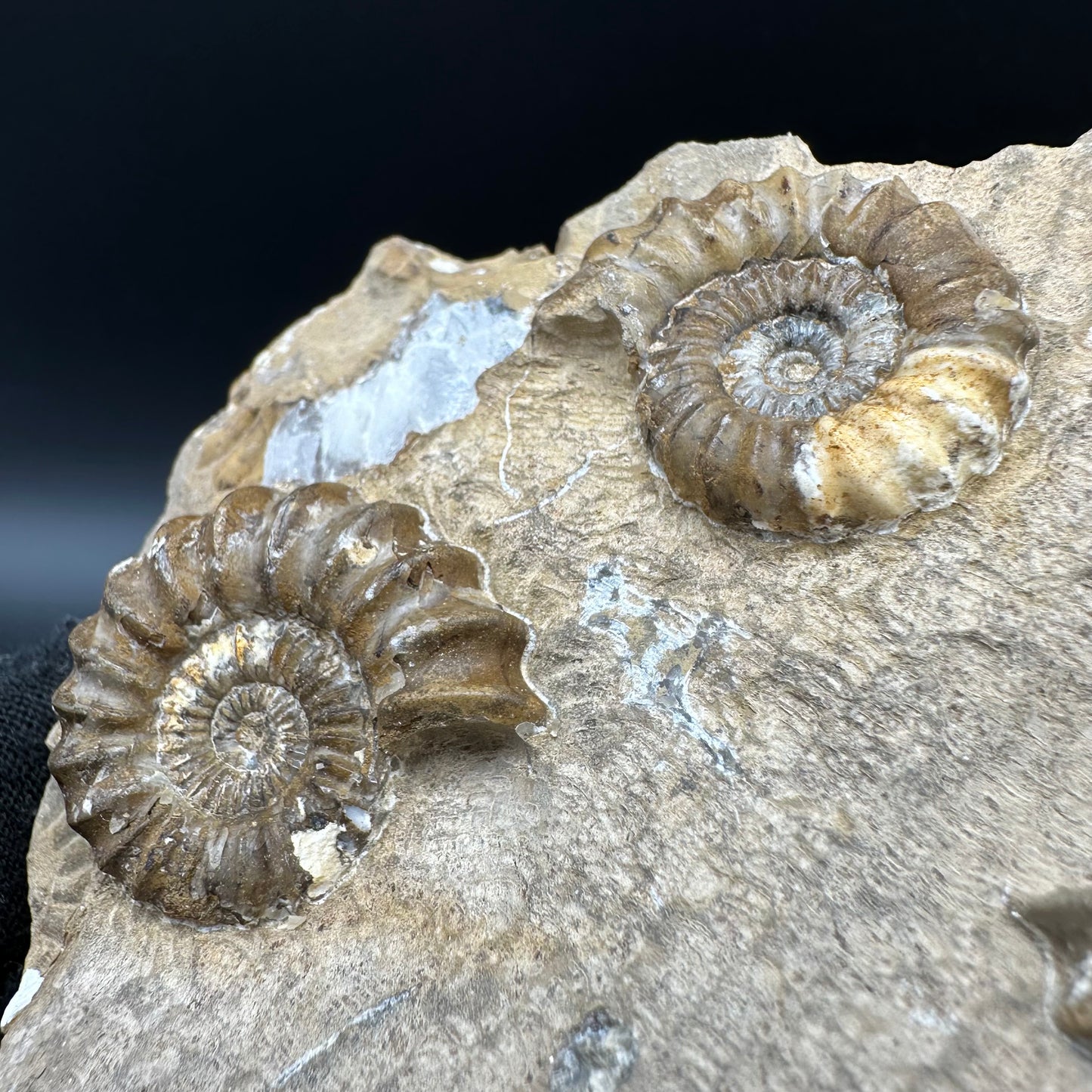 Androgynoceras capricornus Ammonite fossil with stand - Whitby, North Yorkshire Jurassic Coast Yorkshire Fossils