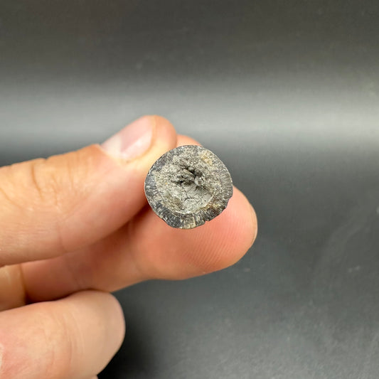 Belemnite (Fossil Squid) shell fossil - Whitby, North Yorkshire Jurassic Coast Yorkshire Fossils