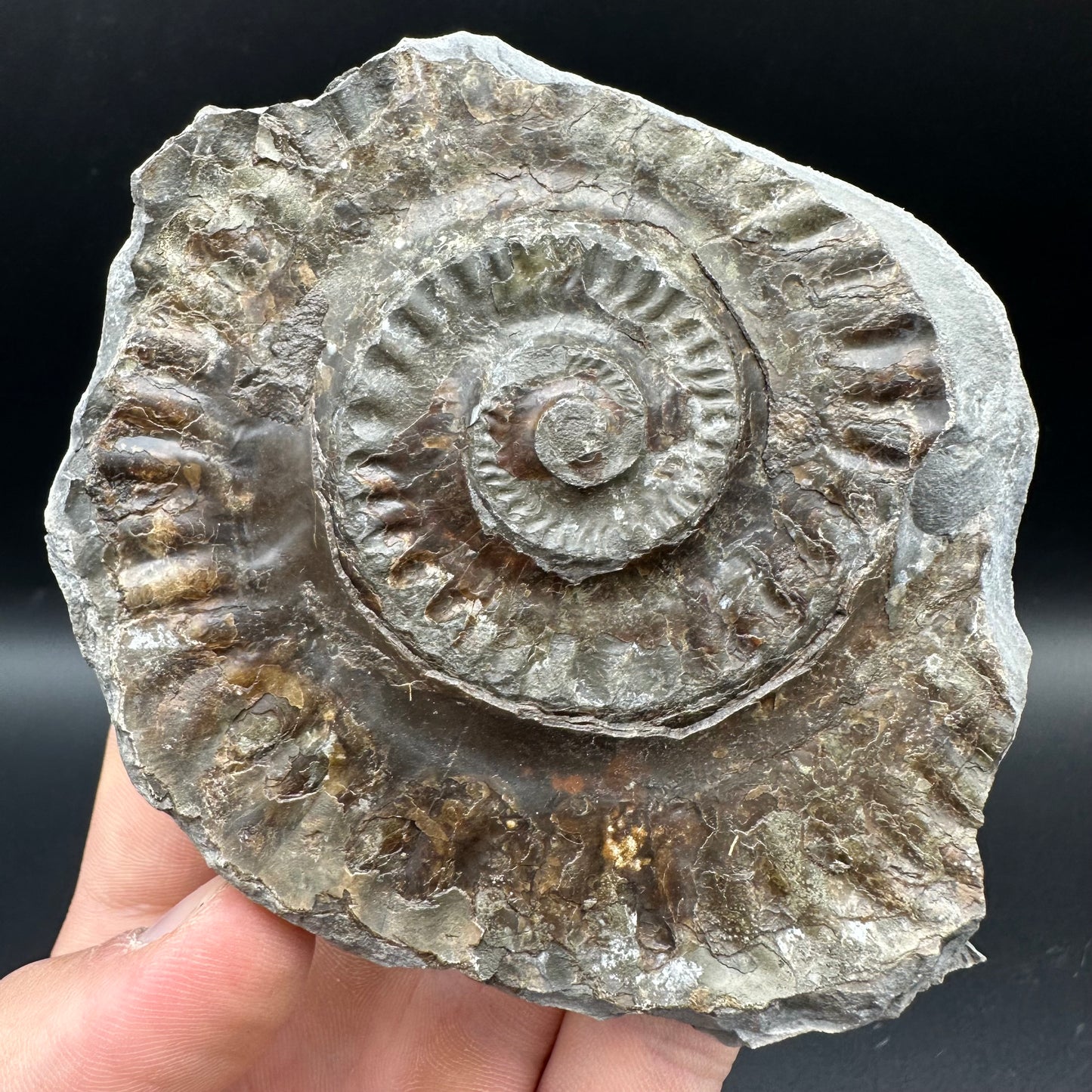 Hildoceras lusitanicum Ammonite Nodule (split pair) Fossil With Box And Stand - Whitby, North Yorkshire Jurassic Coast Yorkshire Fossils