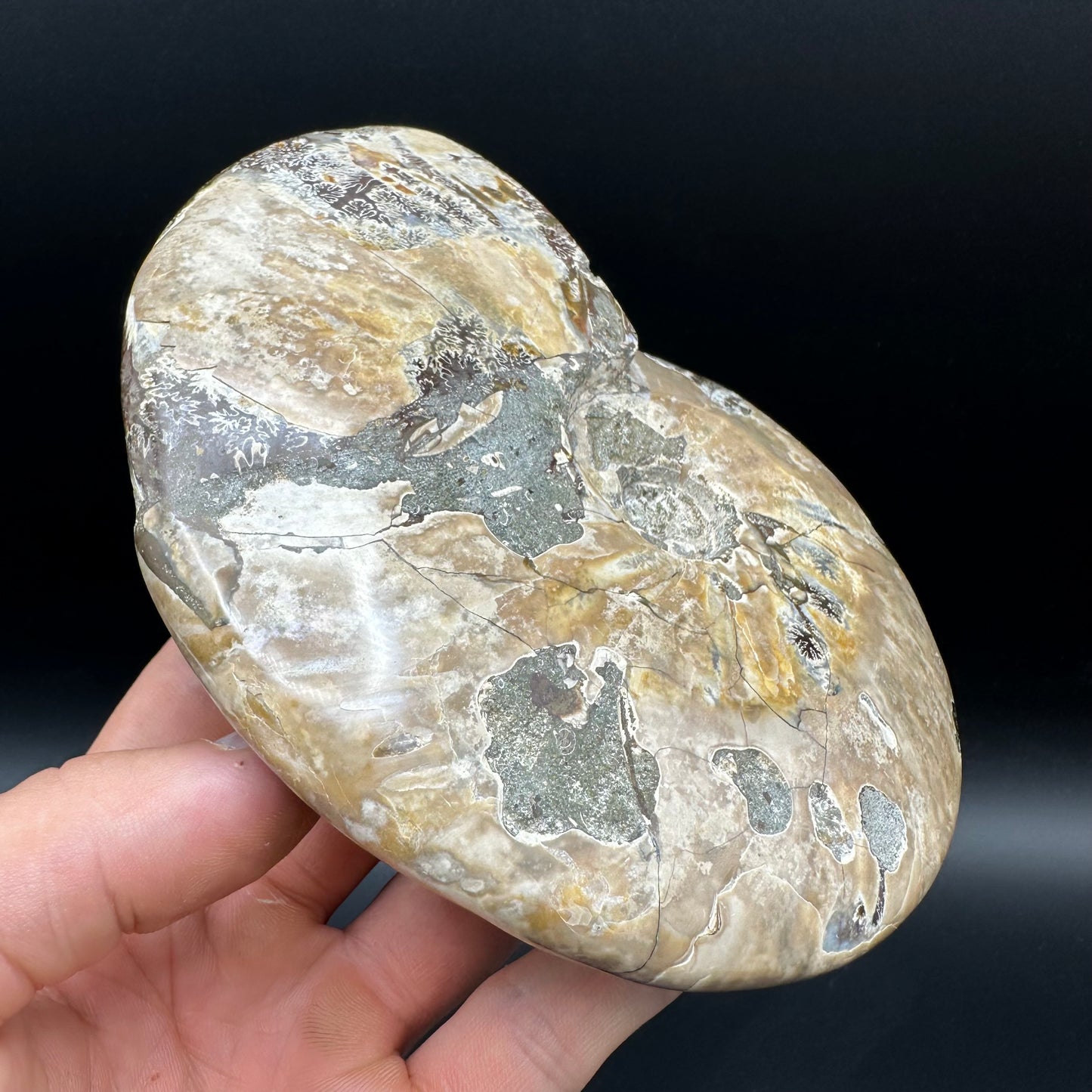 Cleoniceras Ammonite Fossil With Stand - Cretaceous Ammonite Madagascar
