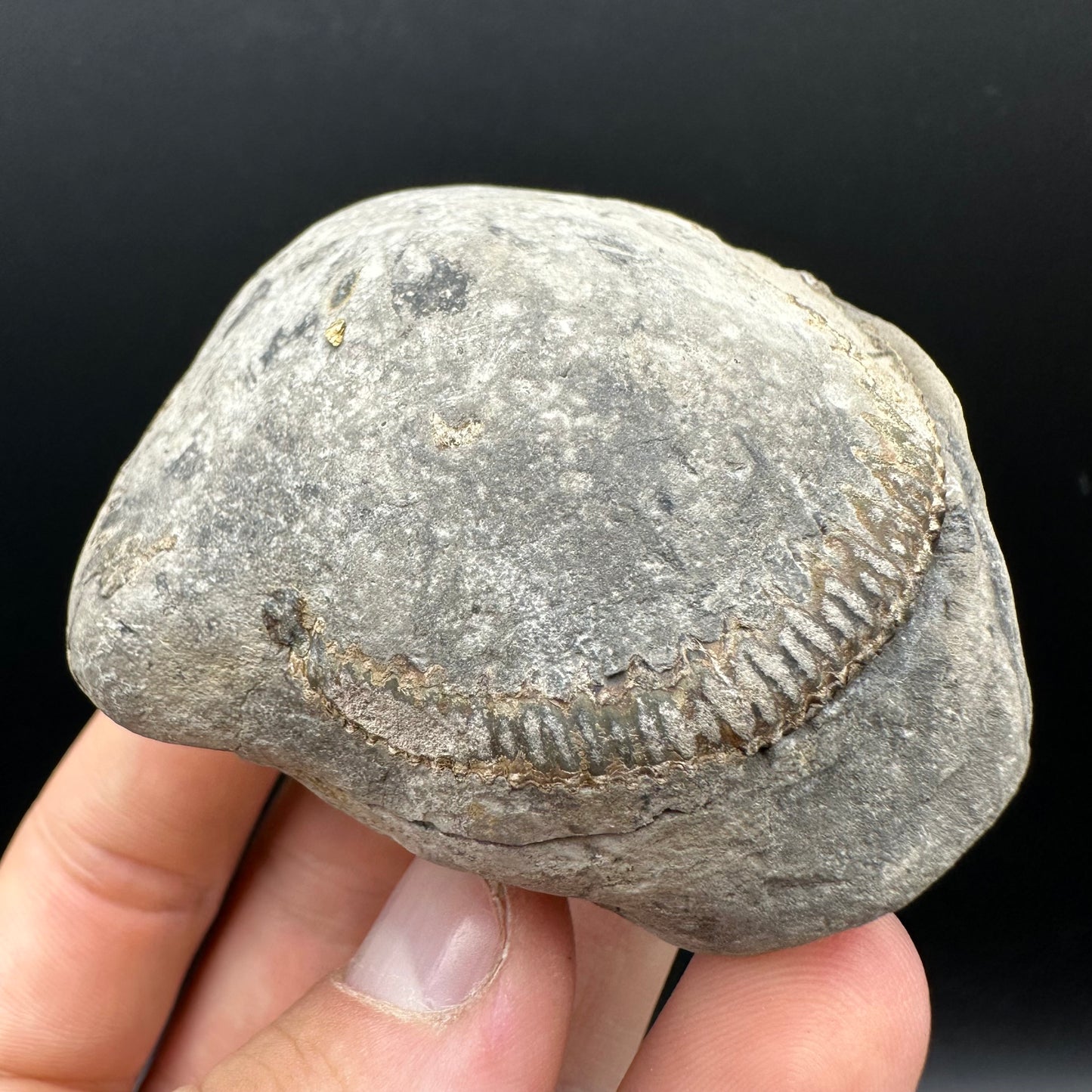 Dactylioceras Ammonite nodule (split pair) Fossil With Box And Stand - Whitby, North Yorkshire Jurassic Coast Yorkshire Fossils