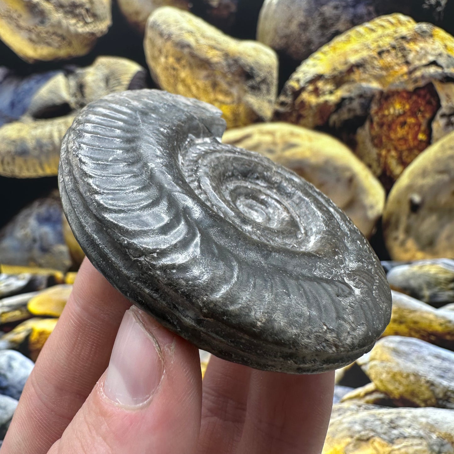 Hildoceras lusitanicum ammonite fossil - Whitby, North Yorkshire Jurassic Coast, Yorkshire Fossils