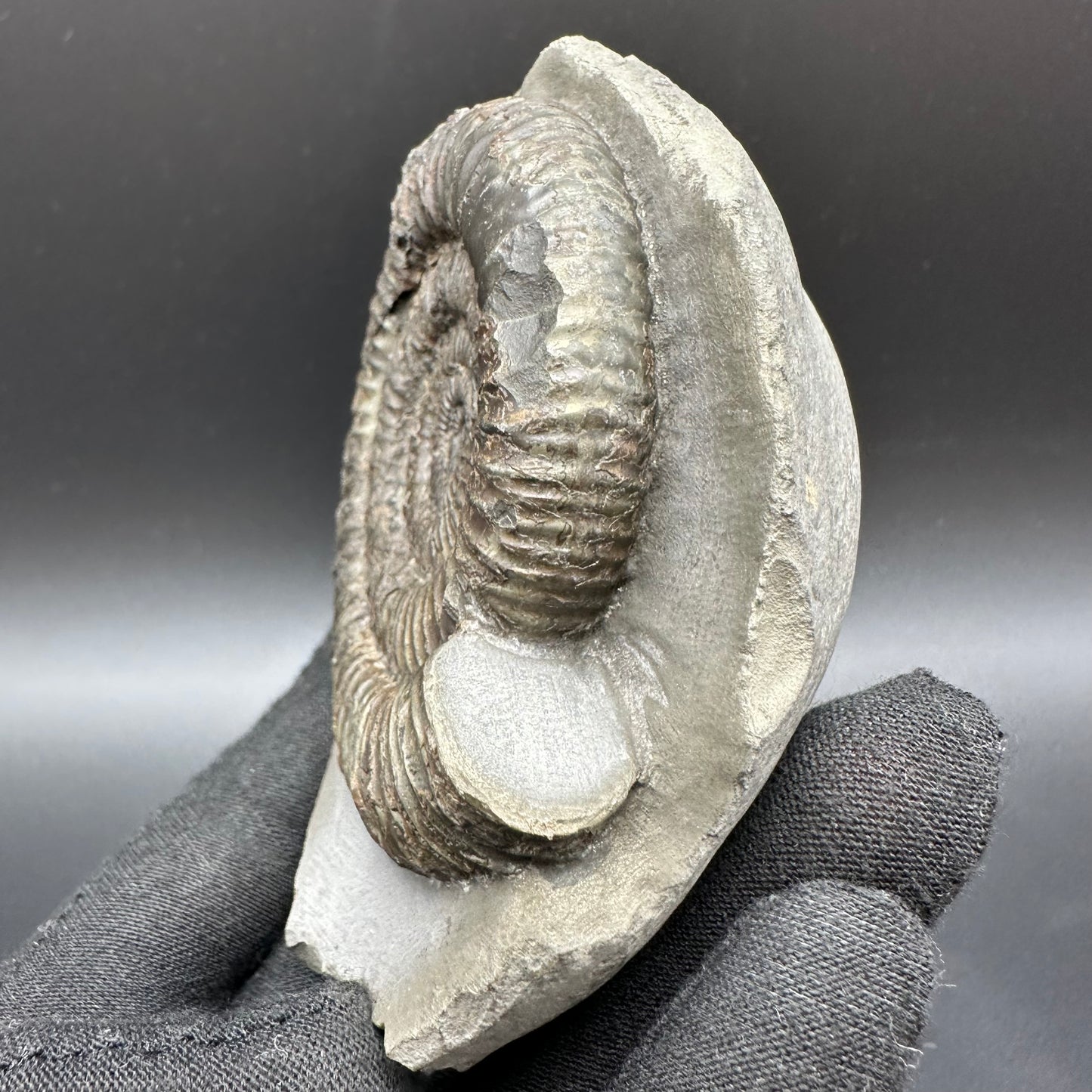 Dactylioceras Ammonite Fossil With Box And Stand - Whitby, North Yorkshire Jurassic Coast Yorkshire Fossils