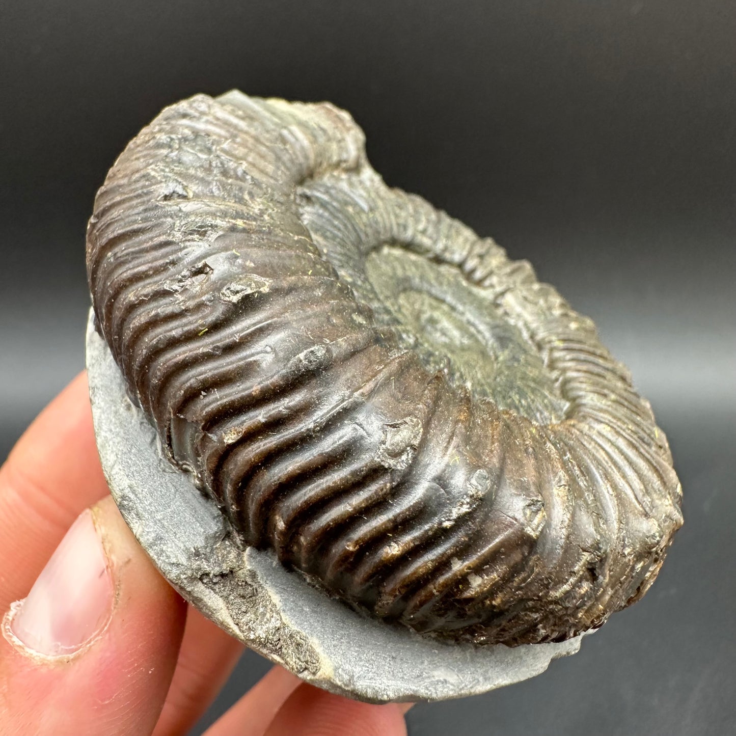 Peronoceras fibulatum Ammonite fossil with box and stand - Whitby, North Yorkshire Jurassic Coast Yorkshire Fossils