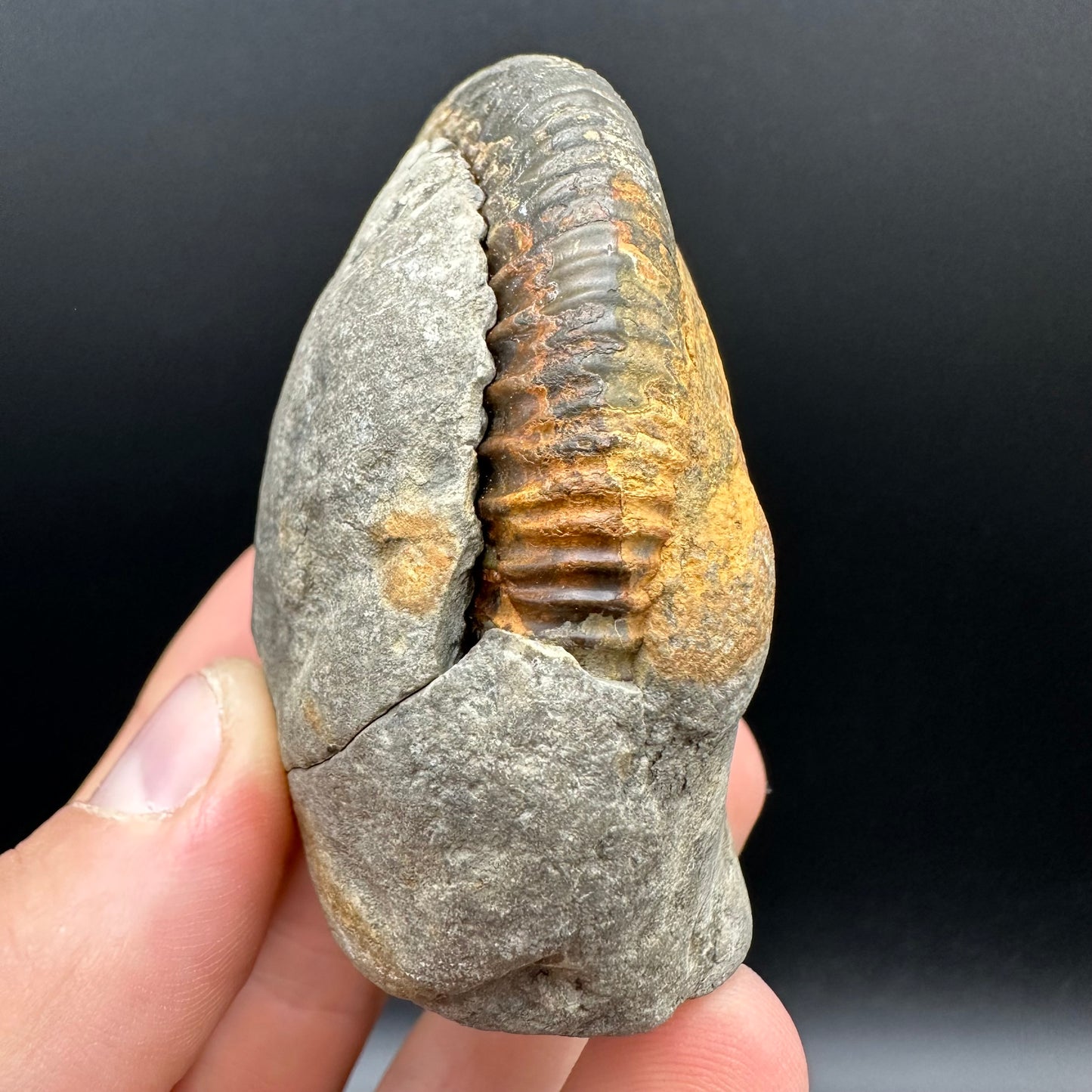 Dactylioceras Ammonite nodule (split pair) Fossil With Box And Stand - Whitby, North Yorkshire Jurassic Coast Yorkshire Fossils