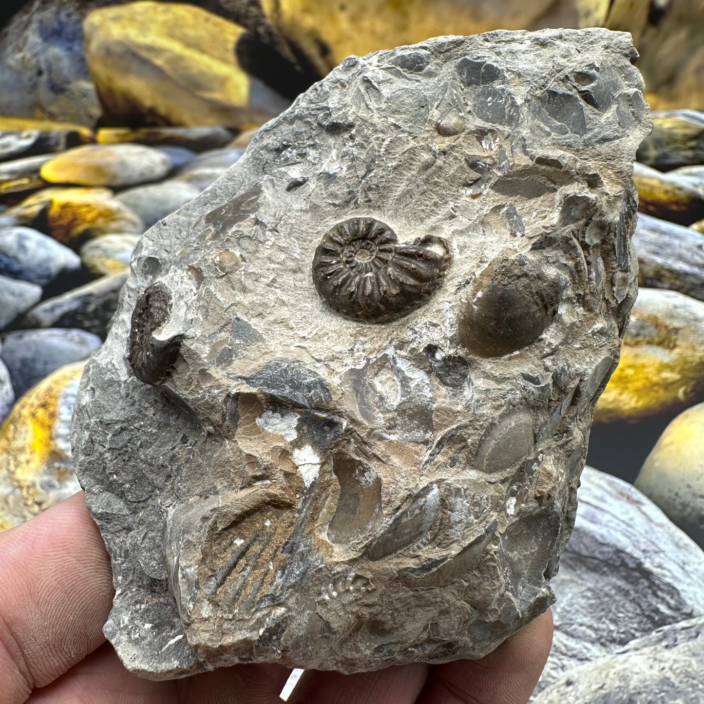 Amaltheus subnodosus ammonite fossil - Whitby, North Yorkshire Jurassic Coast, Yorkshire Fossils