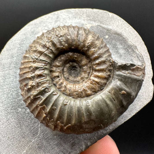 Nodicoeloceras Sp. Ammonite Fossil With Box And Stand - Whitby, North Yorkshire Jurassic Coast Yorkshire Fossils
