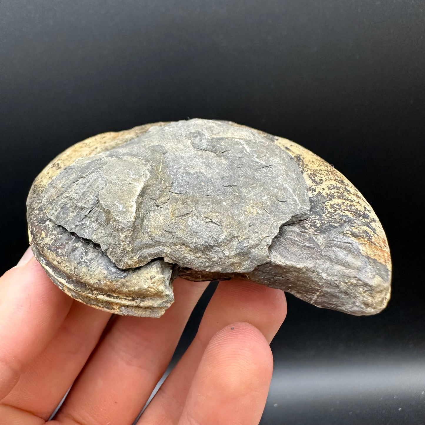 Hildoceras bifrons Ammonite Nodule (split pair) Fossil With Box And Stand - Whitby, North Yorkshire Jurassic Coast Yorkshire Fossils