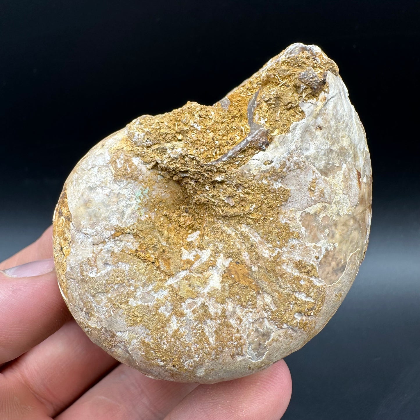 Phylloceras Ammonite Fossil With Box And Stand - Cretaceous Ammonite Madagascar
