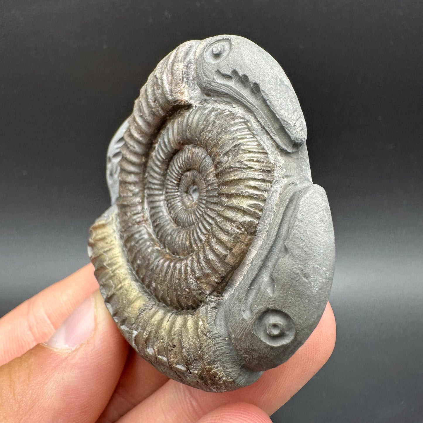 Hydra Snakestone Ammonite Fossil With Bag/Box And Stand - Whitby, North Yorkshire Jurassic Coast Yorkshire Fossils