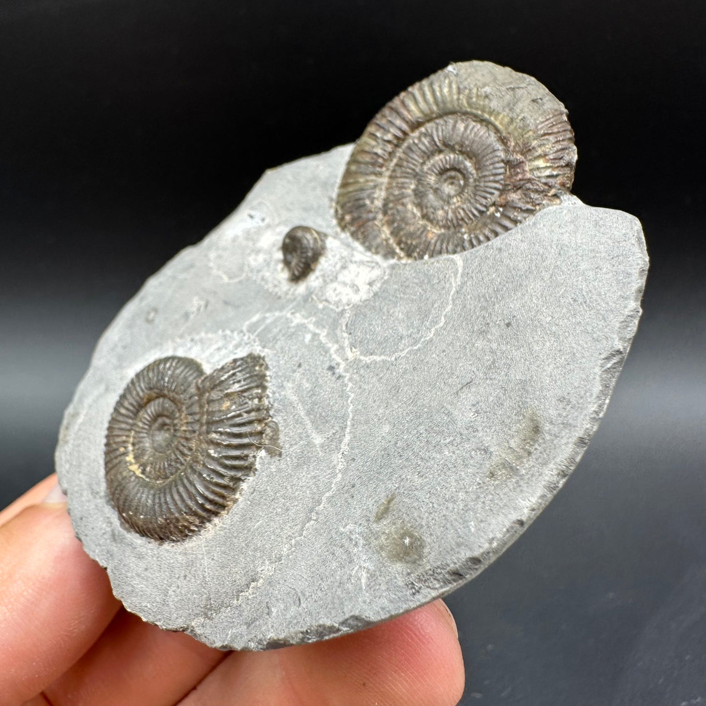 Dactylioceras Ammonite Fossil With Box And Stand - Whitby, North Yorkshire Jurassic Coast Yorkshire Fossils