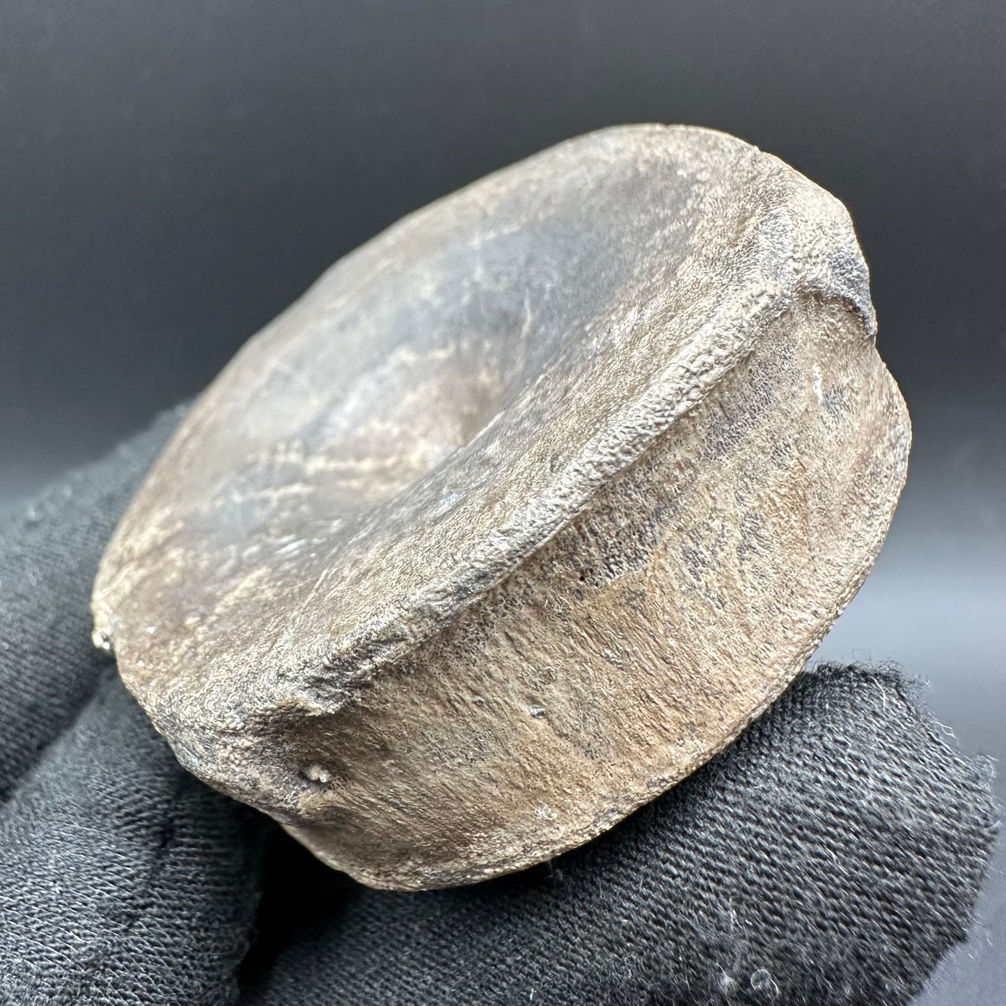 Ichthyosaur Vertebra fossil with box and stand - Whitby, North Yorkshire Jurassic Coast, Yorkshire fossils found on the Jurassic Coast
