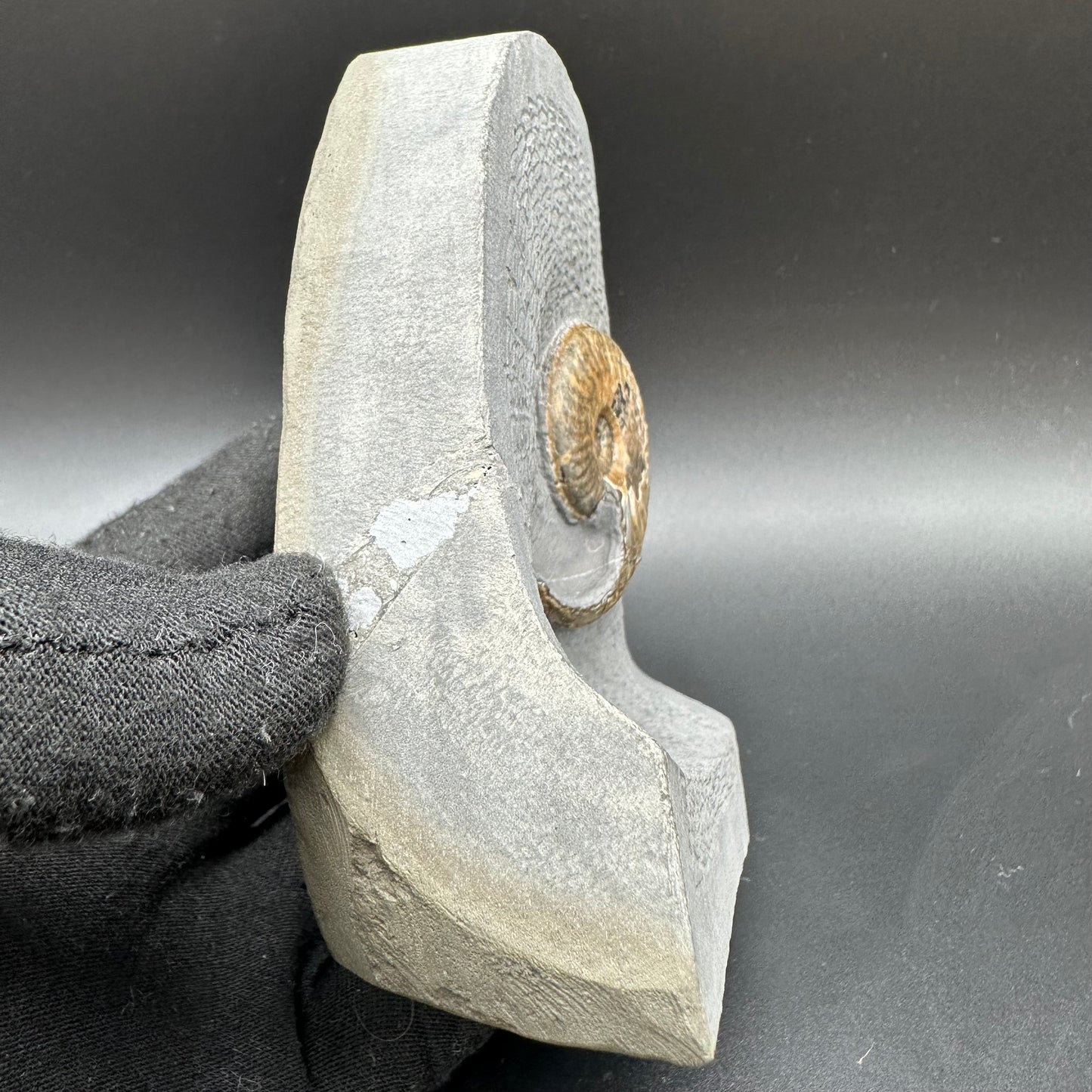 Eleganticeras Elegantulum ammonite with box and stand - Whitby, North Yorkshire Jurassic Coast, Yorkshire Fossils