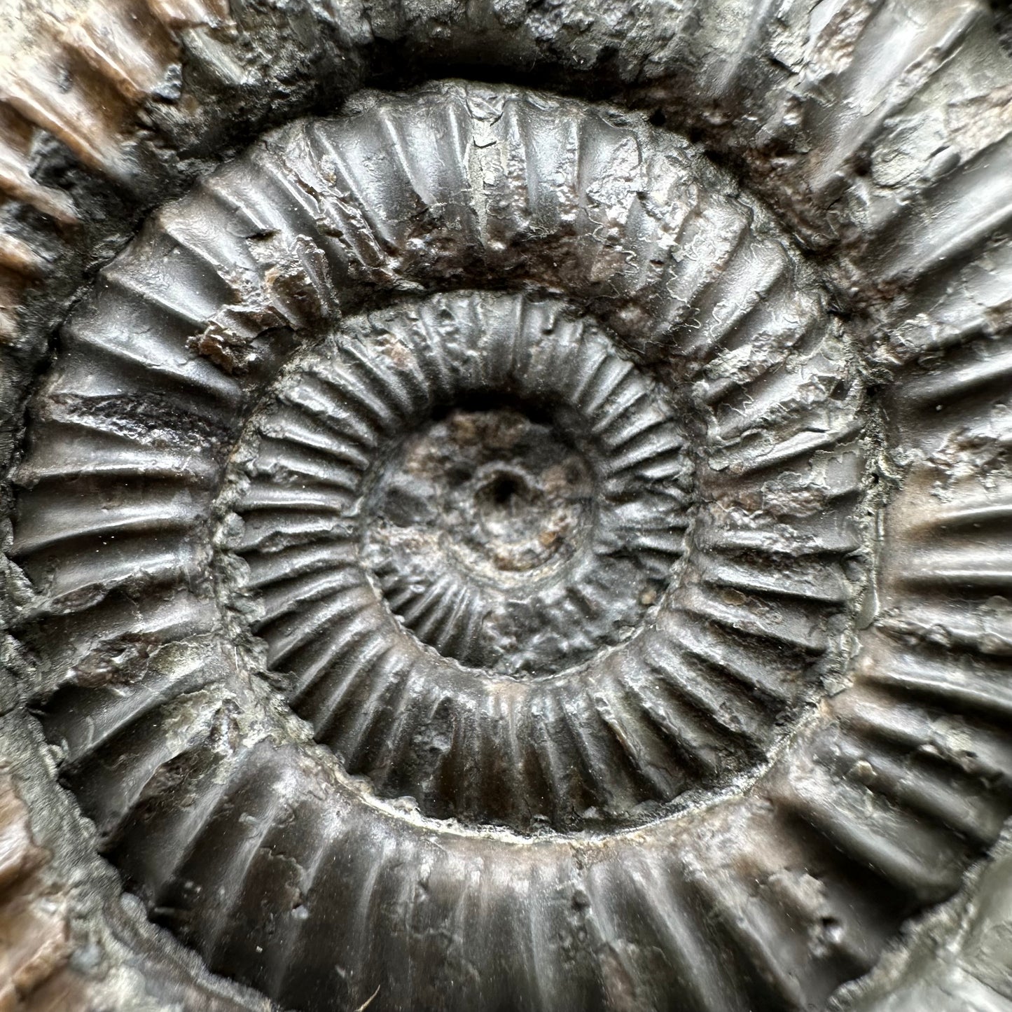 Dactylioceras Ammonite Fossil With Box And Stand - Whitby, North Yorkshire Jurassic Coast Yorkshire Fossils