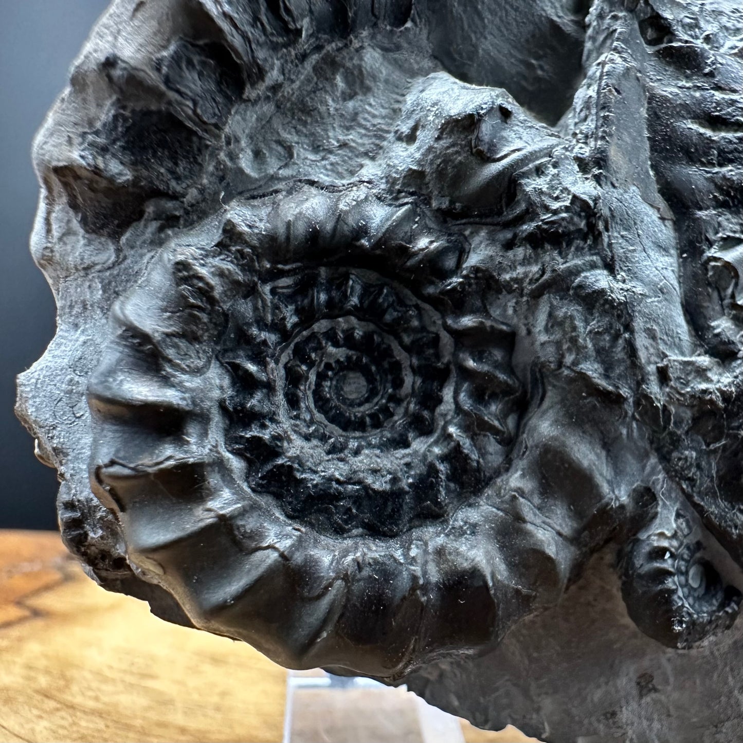 Gagaticeras / Oxynoticeras Ammonite fossil with box and stand - Whitby, North Yorkshire Jurassic Coast Yorkshire Fossils
