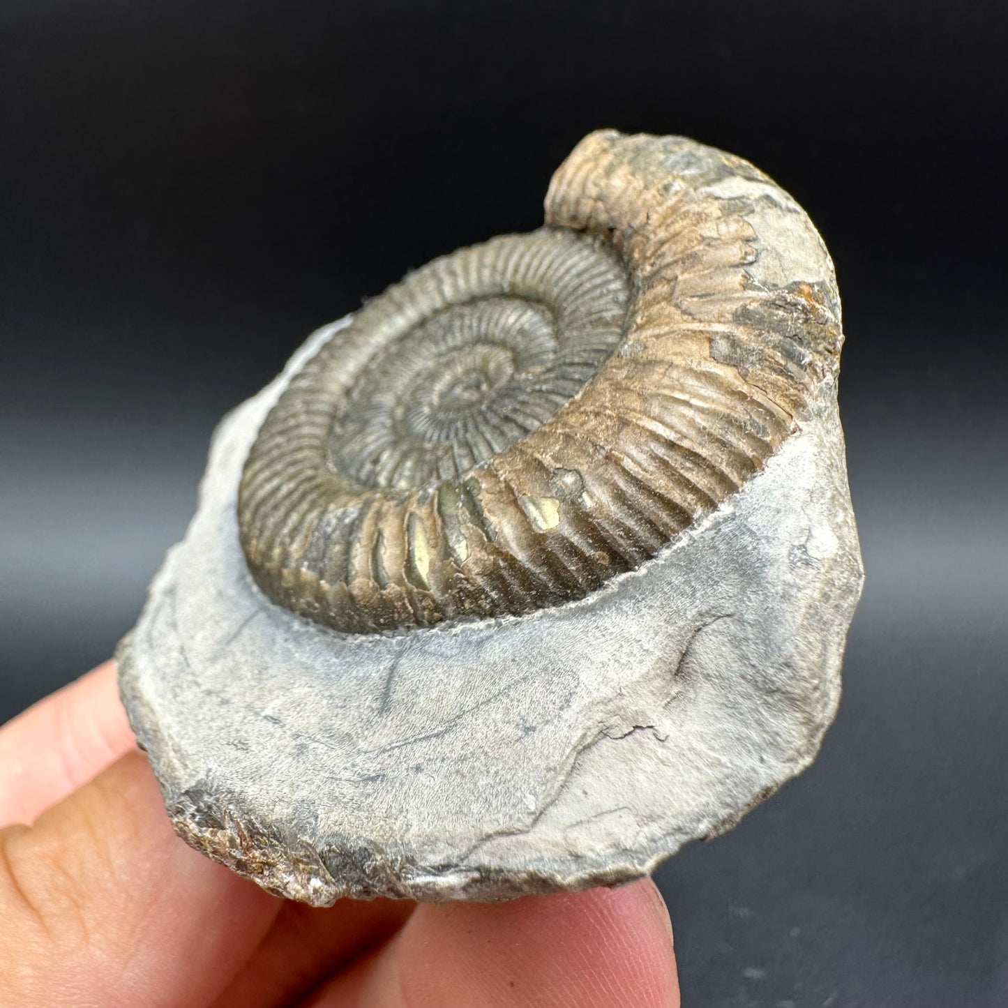 Dactylioceras Ammonite Fossil With Box And Stand - Whitby, North Yorkshire Jurassic Coast Yorkshire Fossils