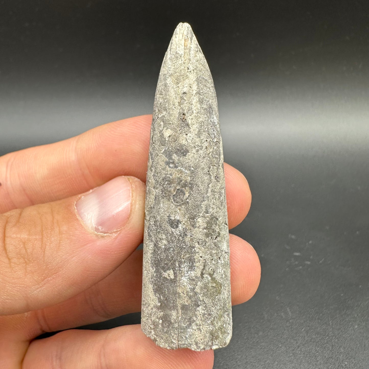 Belemnite (Fossil Squid) shell fossil - Whitby, North Yorkshire Jurassic Coast Yorkshire Fossils