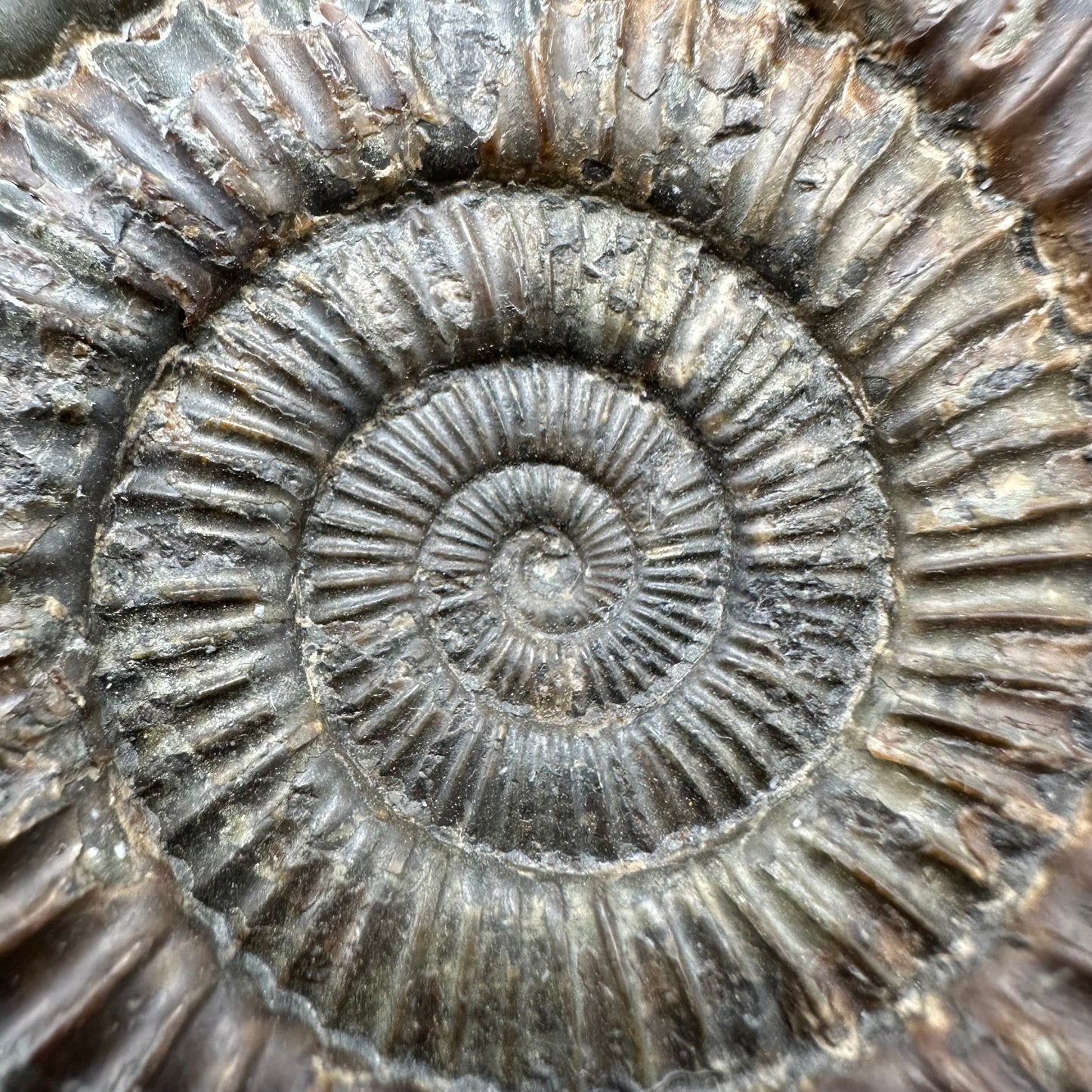 Dactylioceras Ammonite Fossil With Box And Stand - Whitby, North Yorkshire Jurassic Coast Yorkshire Fossils
