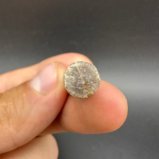 Belemnite (Fossil Squid) shell fossil - Whitby, North Yorkshire Jurassic Coast Yorkshire Fossils