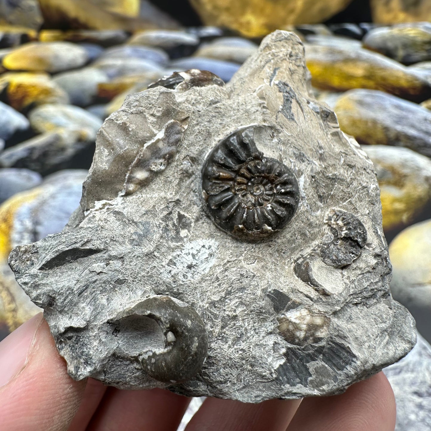 Amaltheus subnodosus ammonite fossil - Whitby, North Yorkshire Jurassic Coast, Yorkshire Fossils