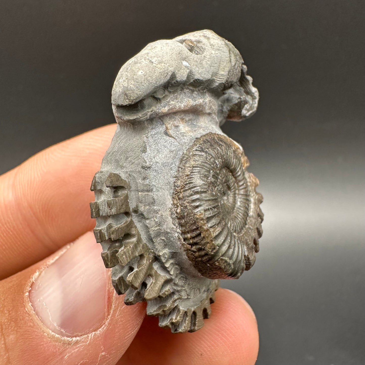 ‘Rammonite’ Snakestone Ammonite Fossil With Bag/Box And Stand - Whitby, North Yorkshire Jurassic Coast Yorkshire Fossils