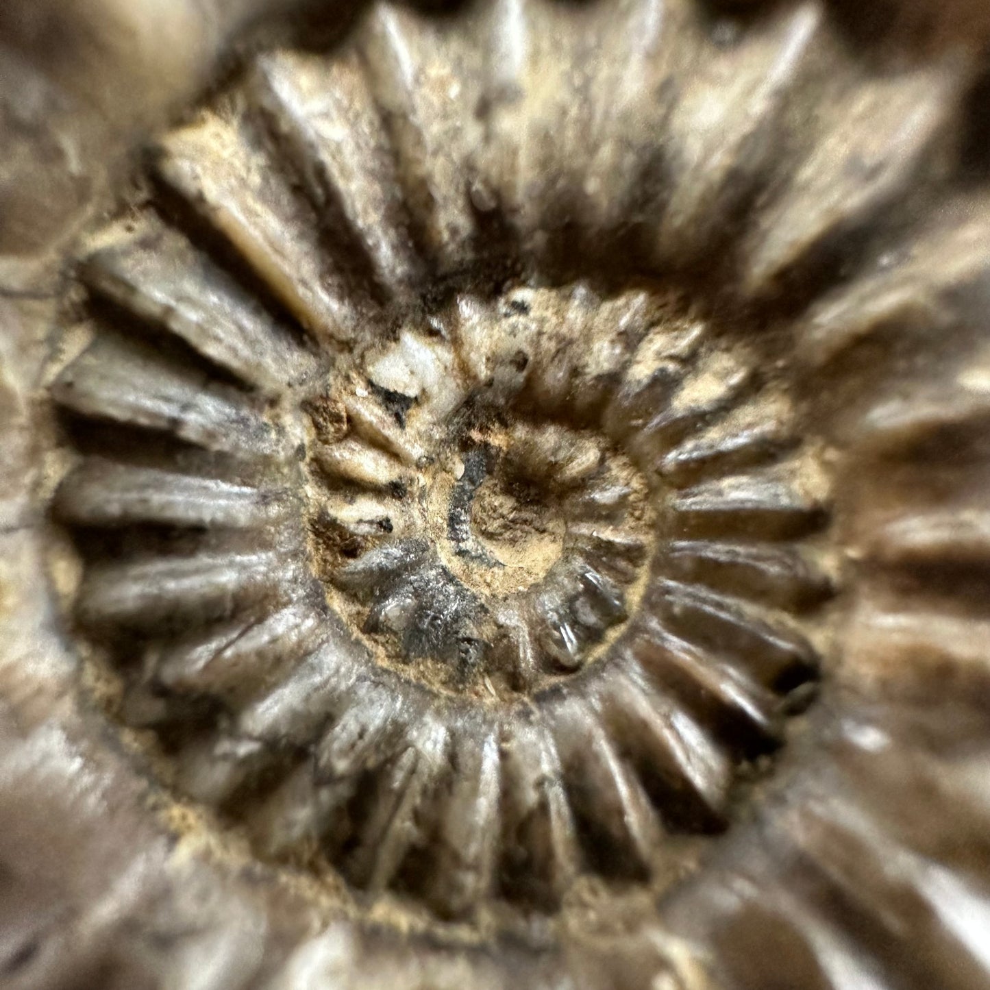 Androgynoceras capricornus Ammonite fossil with box and stand - Whitby, North Yorkshire Jurassic Coast Yorkshire Fossils