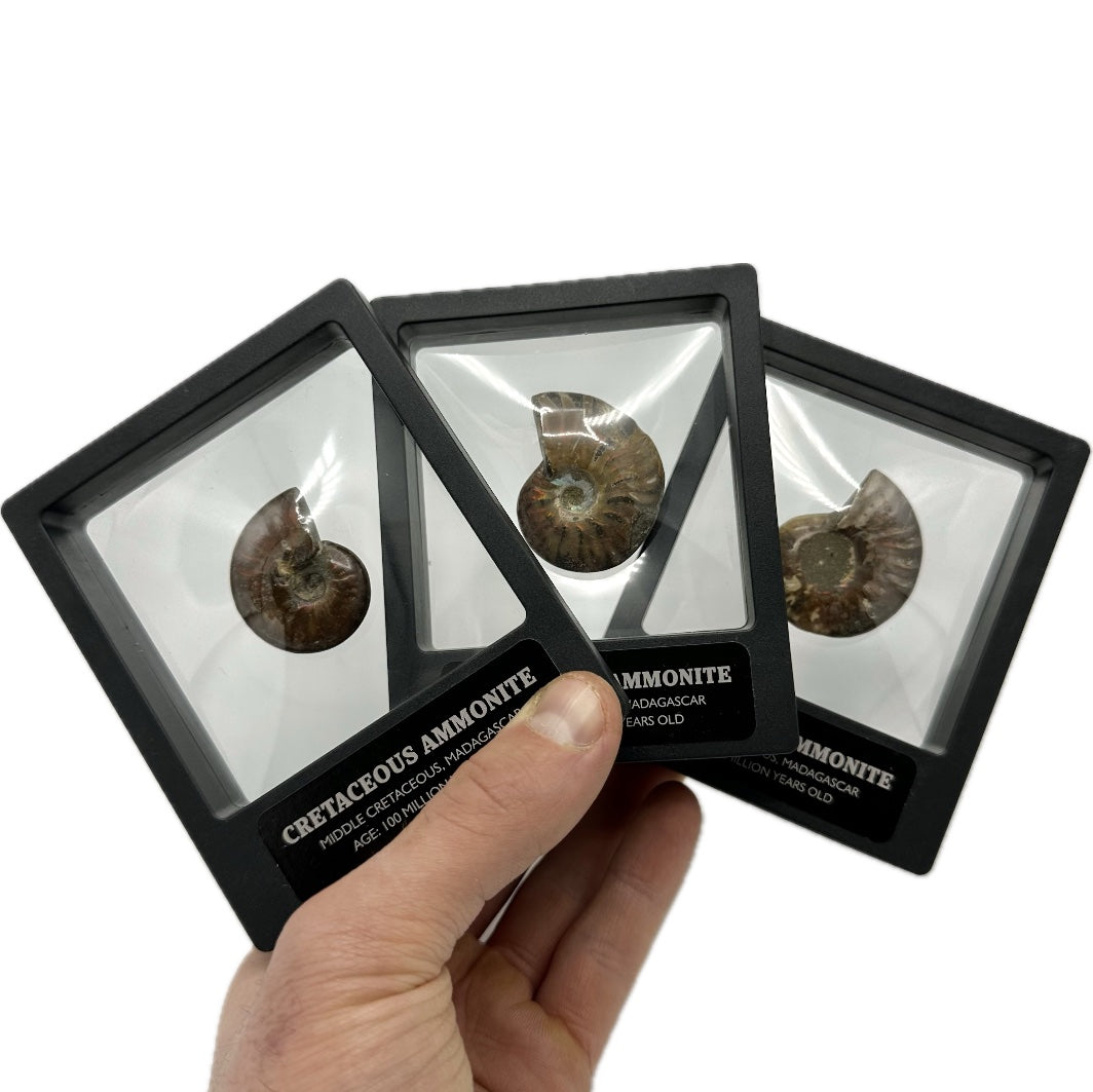 Red Iridescent Madagascan Ammonite Fossil With Box And Display Case - Cretaceous Ammonite Fossil