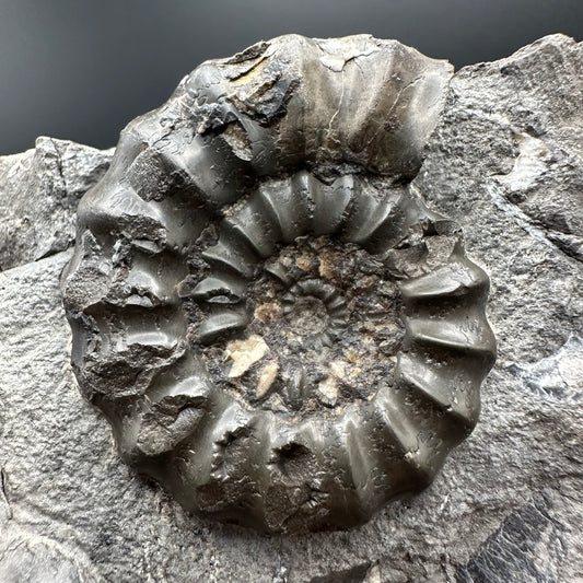 Androgynoceras maculatum ammonite fossil with box and stand - Whitby, North Yorkshire Jurassic Coast Yorkshire Fossils