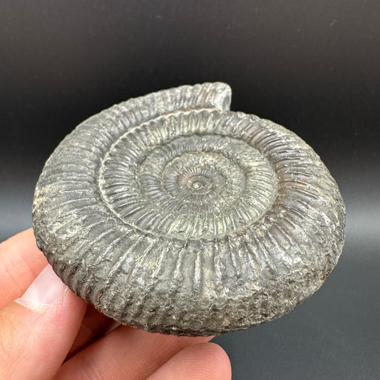 Dactylioceras Ammonite Fossil With Box And Stand - Whitby, North Yorkshire Jurassic Coast Yorkshire Fossils