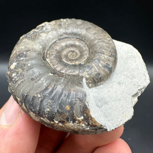 Grammoceras thoaurense Ammonite shell fossil with box and stand - Whitby, North Yorkshire, Yorkshire Fossils from the Jurassic Coast