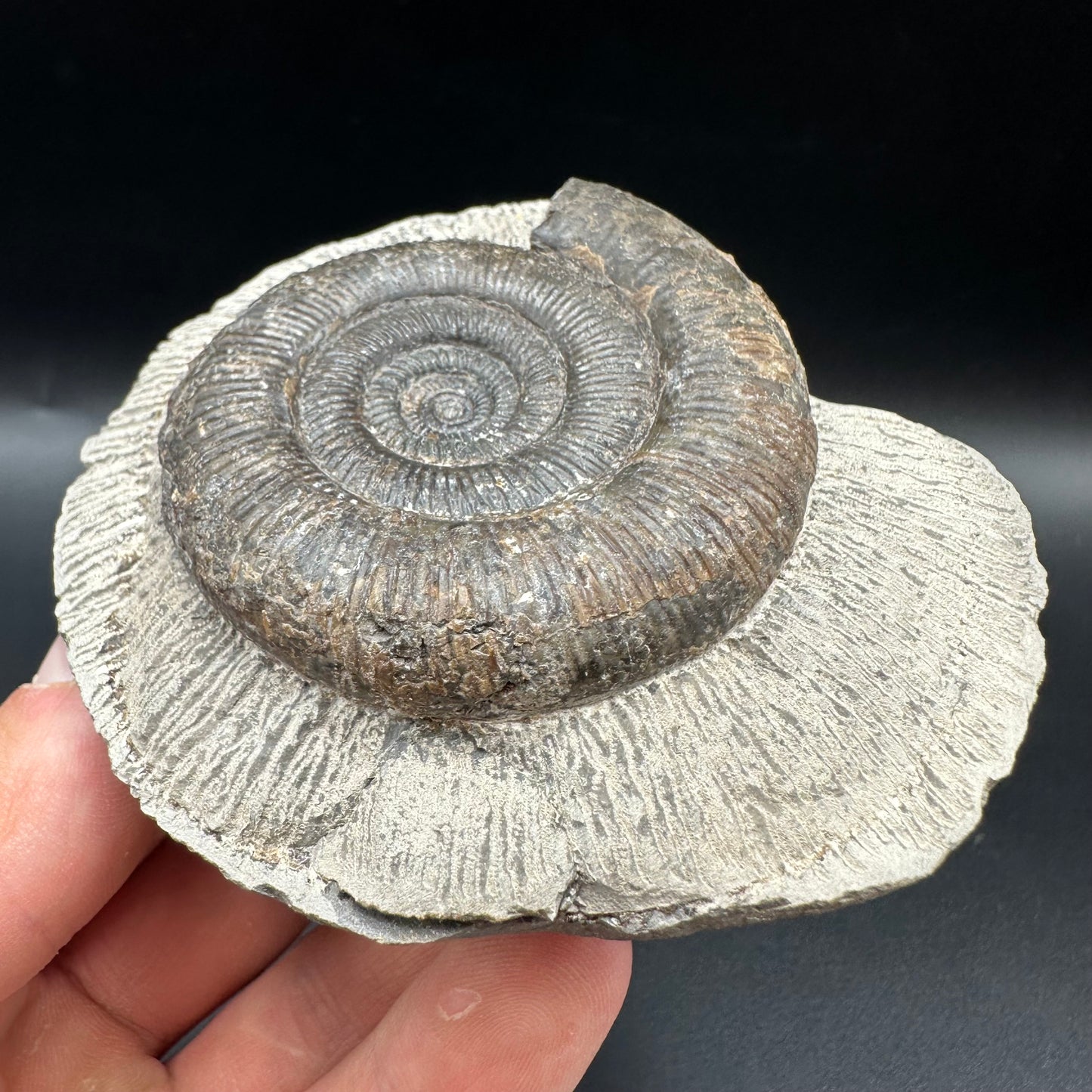 Dactylioceras tenuicostatum Ammonite fossil with box and stand - Whitby, North Yorkshire Jurassic Coast
