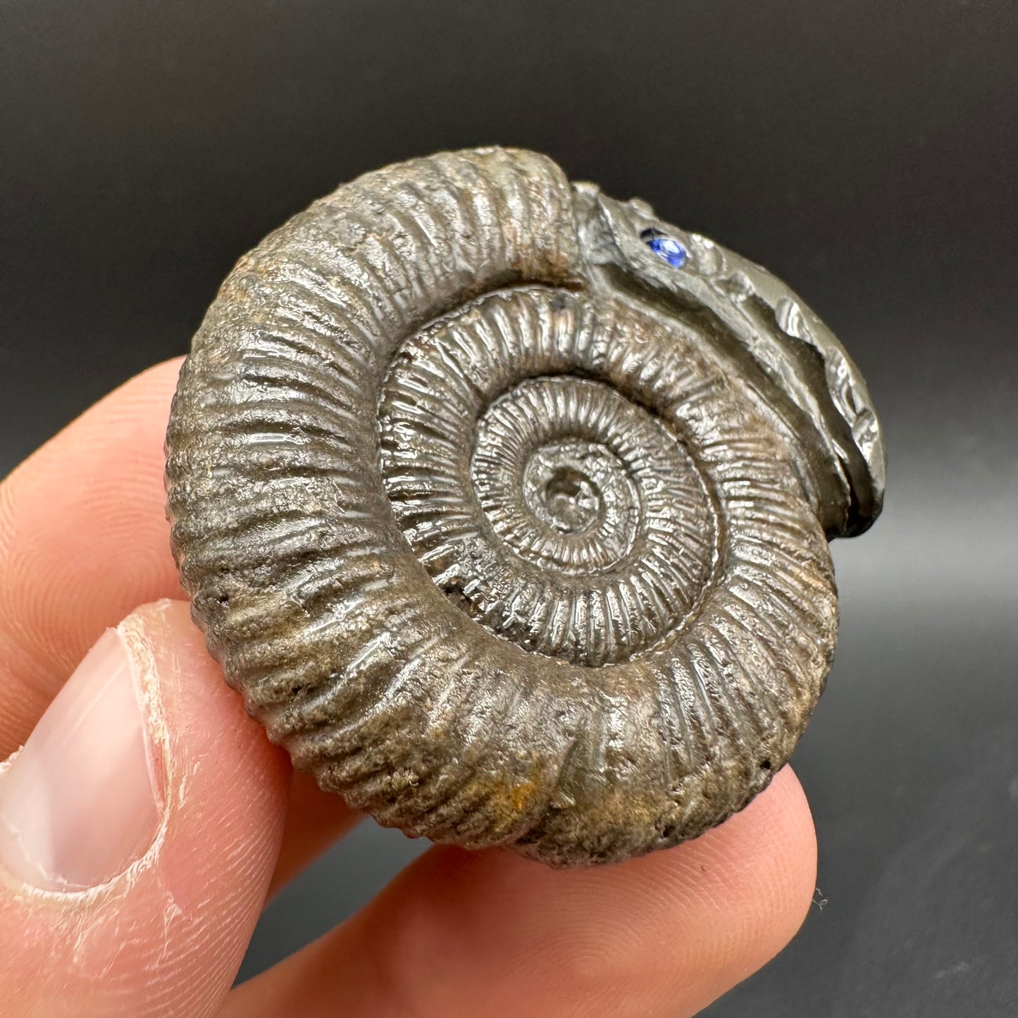 Snakestone Ammonite Fossil With Bag/Box And Stand - Whitby, North Yorkshire Jurassic Coast Yorkshire Fossils