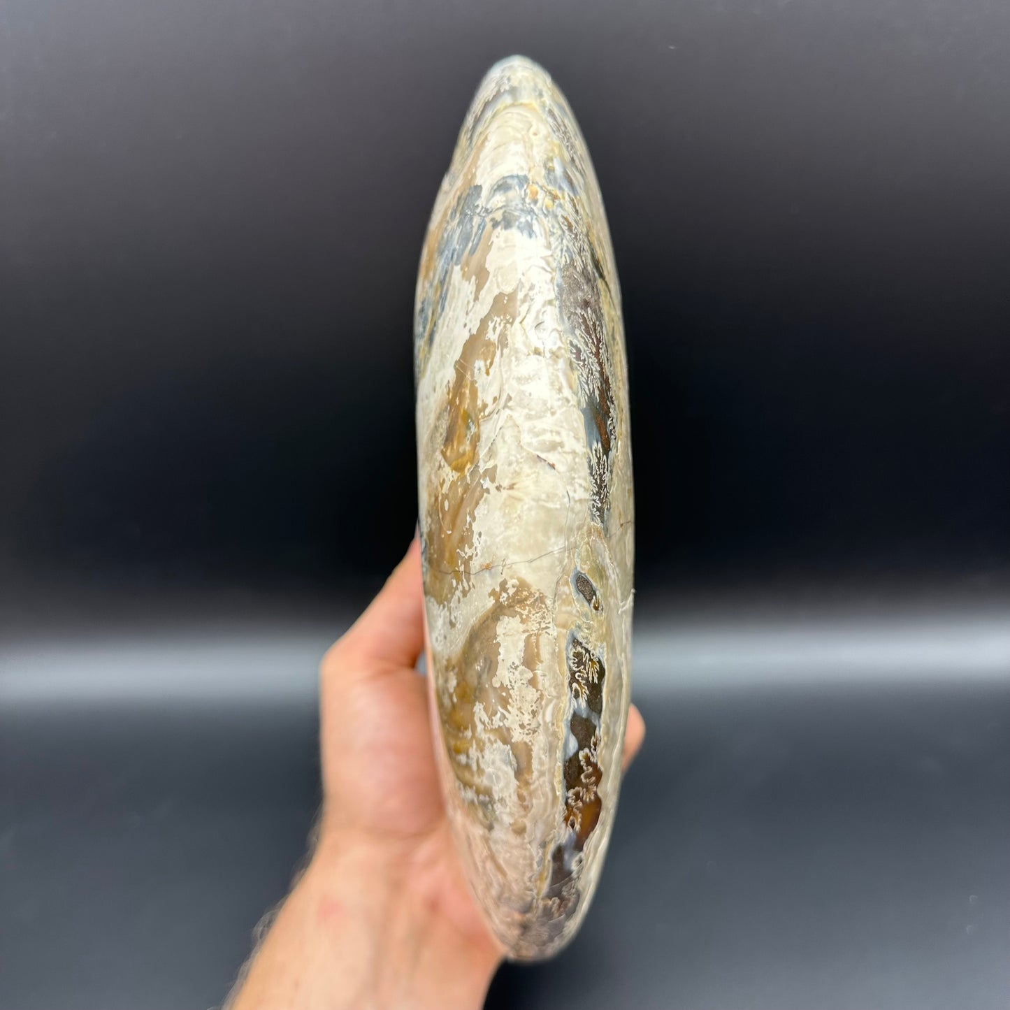 Cleoniceras Ammonite Fossil With Stand - Cretaceous Ammonite Madagascar
